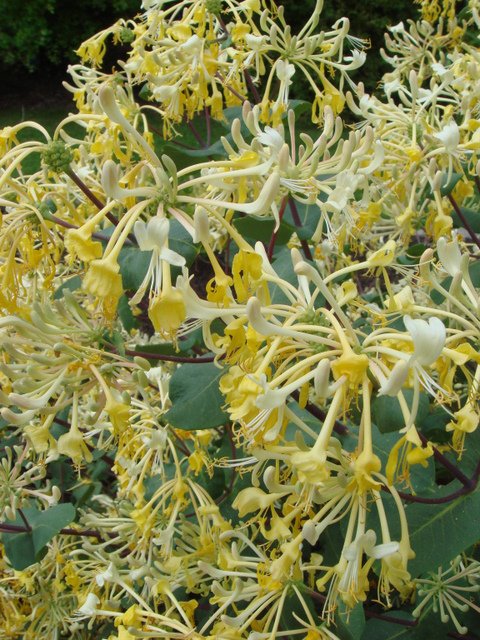 Lonicera etrusca 'Michael Rosse' fleur P12